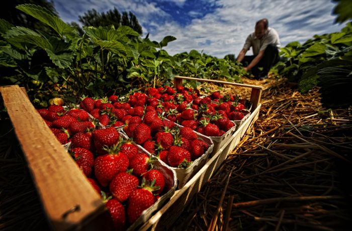 Erdbeeren in der Region Stuttgart: Sechs Fakten über die Beere, die keine ist
