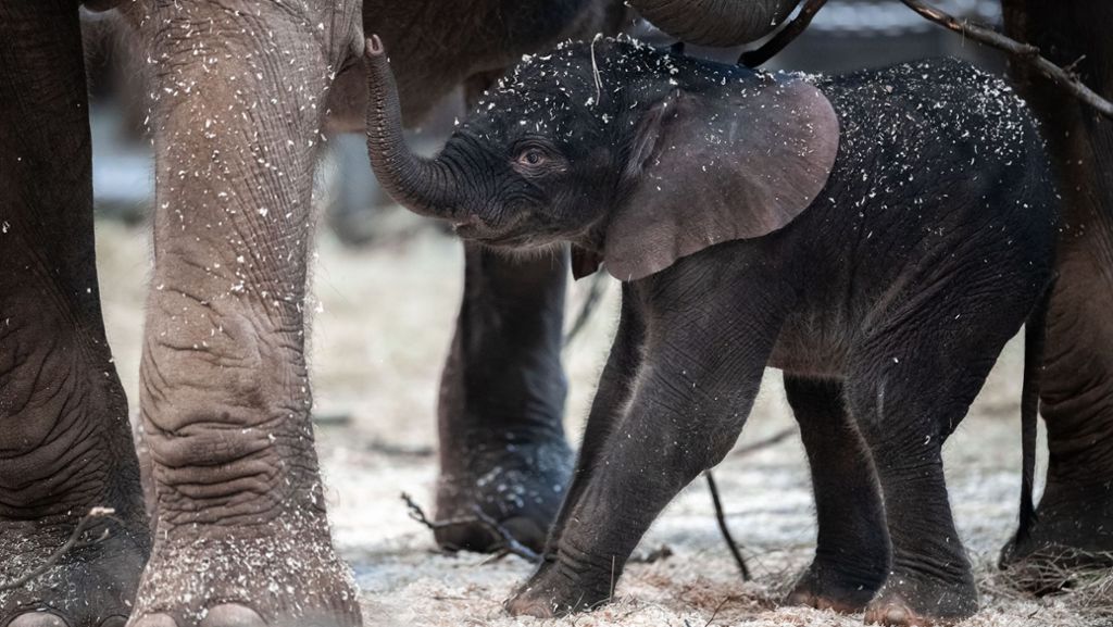 Wuppertaler Zoo: Elefanten-Baby Tsavo meistert ersten Auftritt