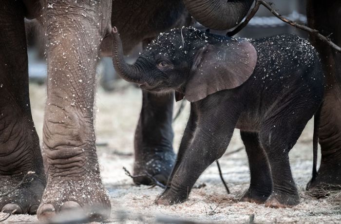 Elefanten-Baby Tsavo meistert ersten Auftritt