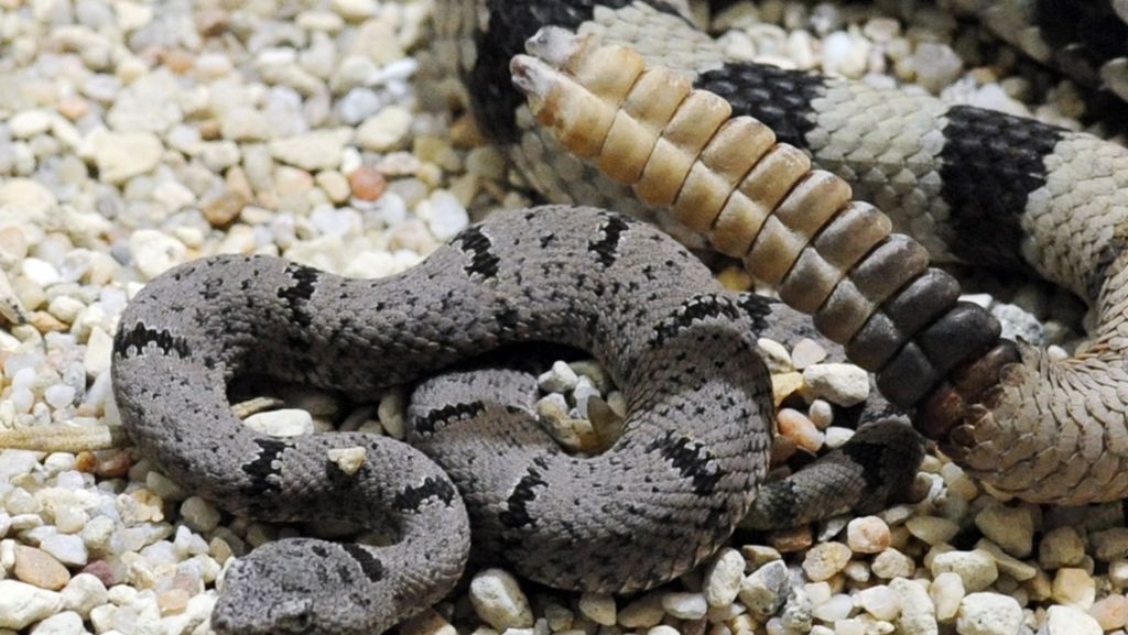 USA: Mann in Texas findet 45 Klapperschlangen unter seinem Haus