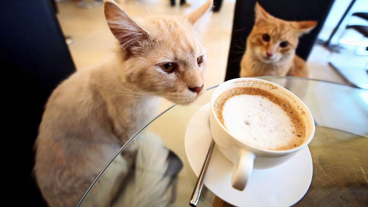 Erstes Katzencafé in der Region Stuttgart: Schmusetiger sollen die Gäste beim Kaffee beruhigen