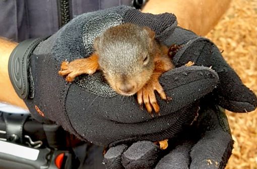 Polizei rettet Eichhörnchen an Stadtbahngleisen
