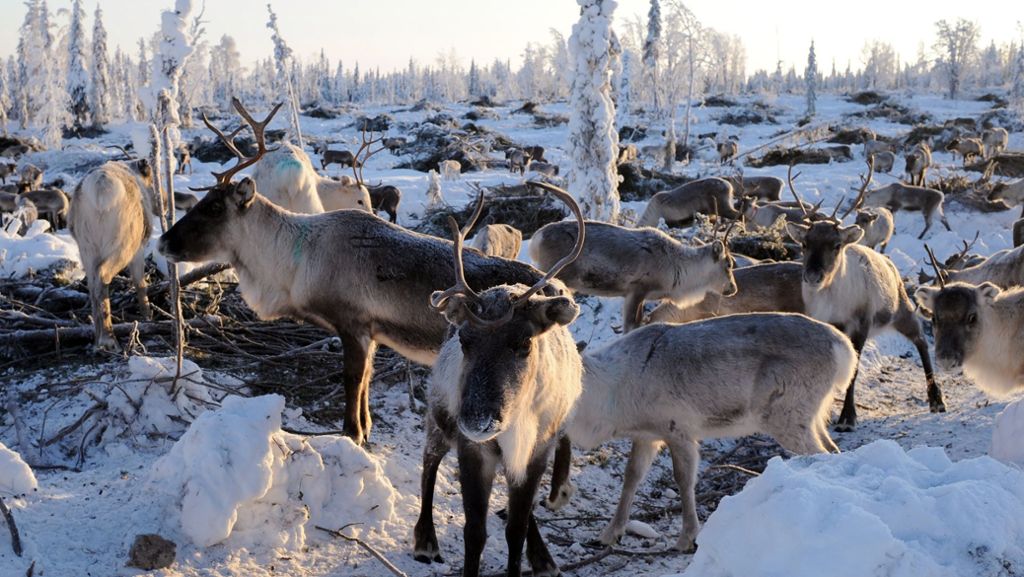 Rentiere: Wilderer erschießen mehr als 1000 Rentiere in Sibirien