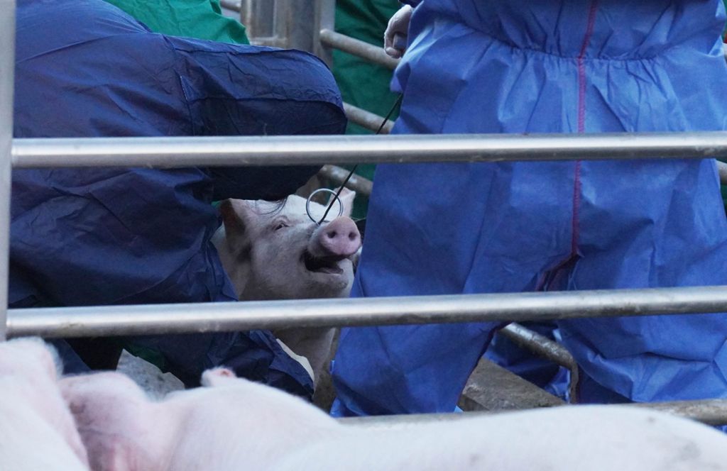 Schweinen Blut abzunehmen, ist nicht ganz einfach. Mit einer Oberkieferschlinge müssen die Tiere erst eingefangen werden. Anschließend wird ihnen die Spritze im unteren Halsbereich gesetzt.