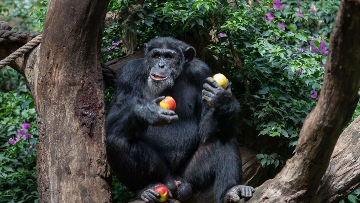 Experiment in Uganda: Studie: Schimpansen bilden mit Huu und Waa eine Art Mini-Sätze
