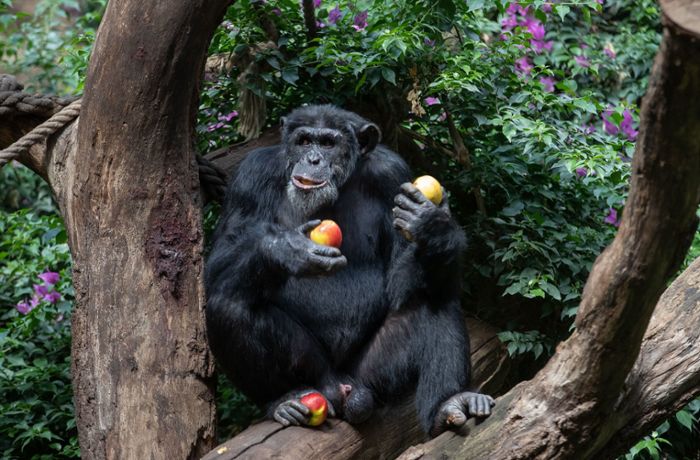 Studie: Schimpansen bilden mit Huu und Waa eine Art Mini-Sätze
