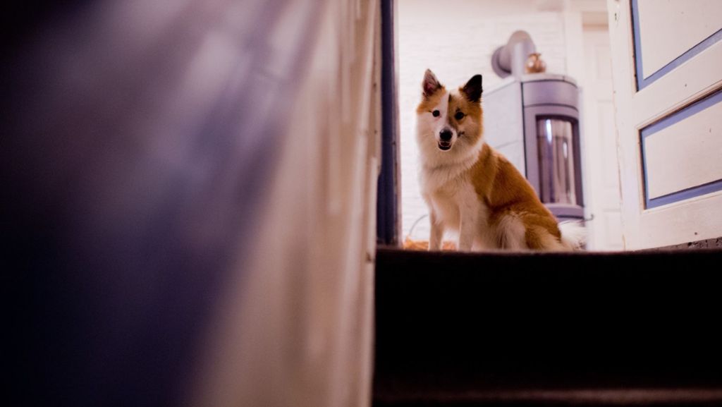Norwegen: 200 Hunde leiden unter mysteriöser Krankheit