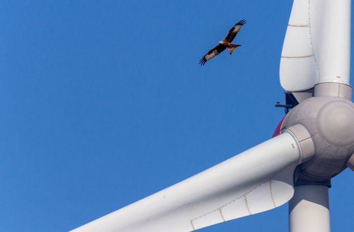 Windenenergie könnte ausgebaut werden: Der Rotmilan lässt sich nicht „zerhäckseln“