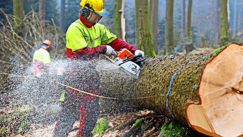 Waldarbeiten auf den Fildern: Spaziergänger empört über Baumfällungen