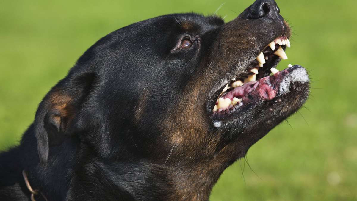 Polizeikontrolle in Aalen eskaliert: Rottweiler auf Polizisten gehetzt – 43-Jähriger festgenommen