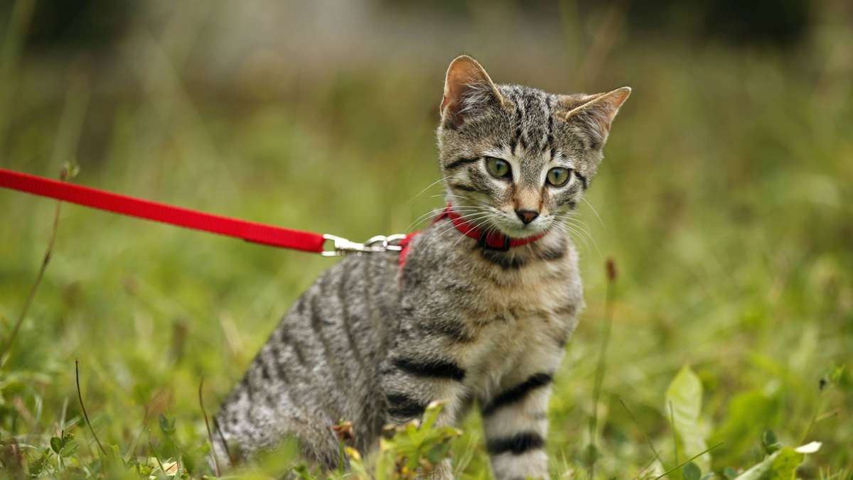 Streit um tierischen Hausarrest: Tierschutzverein: Geben keine  Katzen mehr nach Walldorf