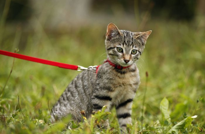 Tierschutzverein: Geben keine  Katzen mehr nach Walldorf
