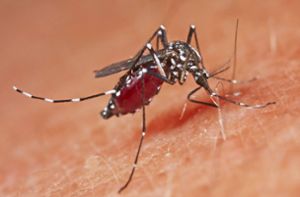 Wie man sich vor Dengue-Fieber schützt