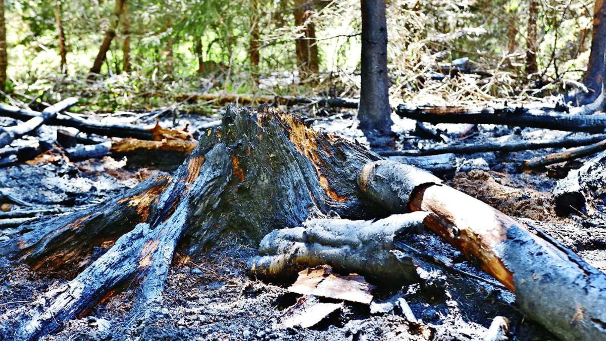 Wald im Rems-Murr-Kreis: Höchste Brandgefahrenstufe ausgerufen