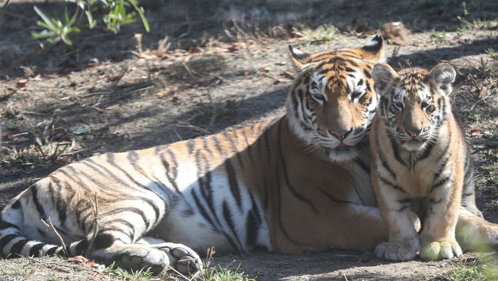 Tierpark Köthen: 19-Jähriger von Tiger schwer verletzt