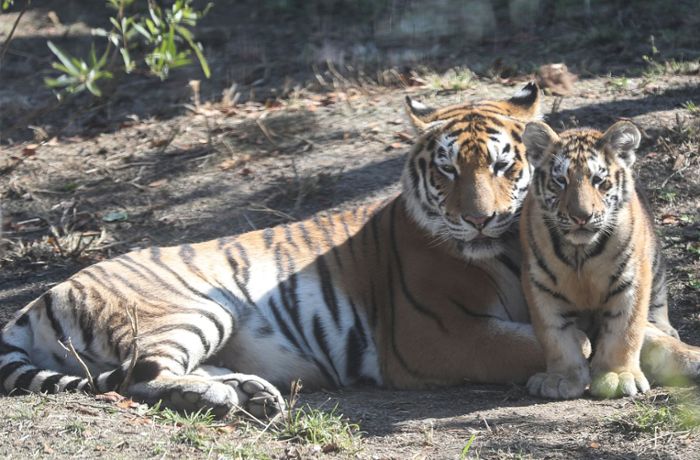 19-Jähriger von Tiger schwer verletzt