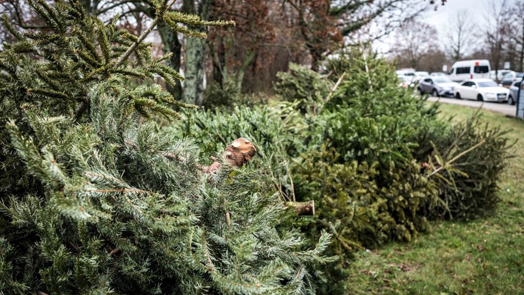 Weihnachtsbäume in Backnang beschmiert: Buttersäure-Angriff war nicht der erste