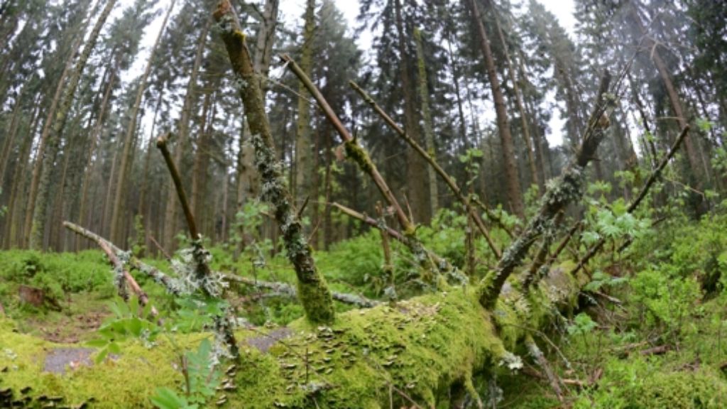 Flächen für den Nordschwarzwald: Lückenschluss im Nationalpark