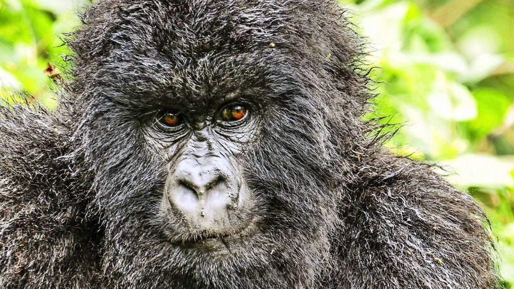 Wilhelma will Artenschutz ausbauen: Zoo schützt Kräuter und Gorillas