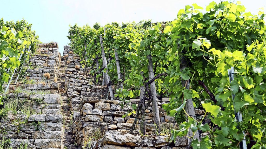 Weinbau im Neckartal: Mehr Geld für  den Steillagenweinbau