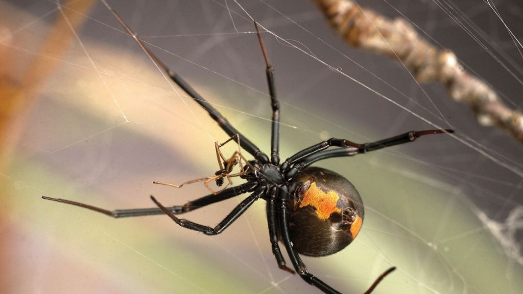 London: Vier Londoner Schulen wegen gefährlicher Spinnen geschlossen