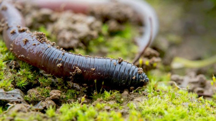 Wie Würmer die Zahl der Insekten verringern