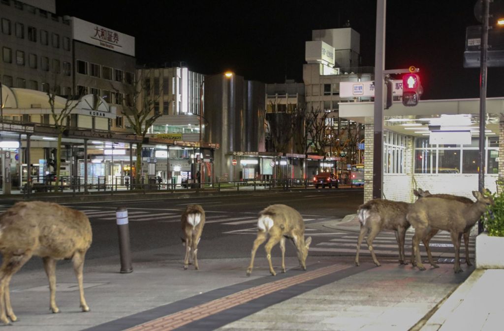 In kleinen Herden durchqueren die Tiere die japanische Großstadt – halten sich dabei aber offenbar an die Verkehrsregeln.