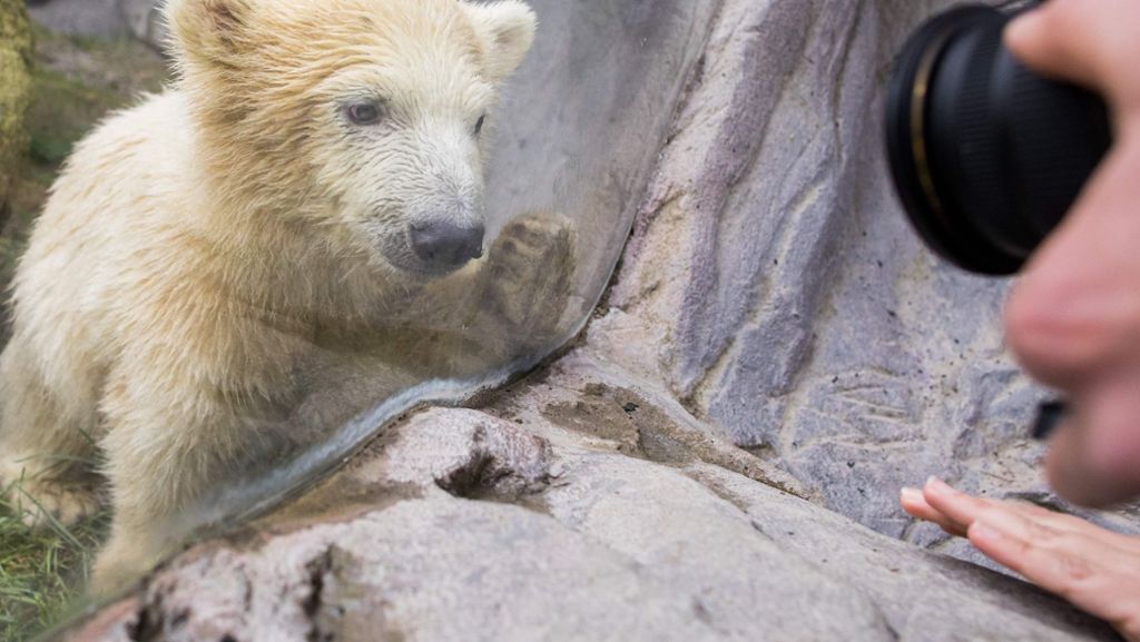 Gelsenkirchen: Eisbärbaby Nanook zum ersten Mal draußen