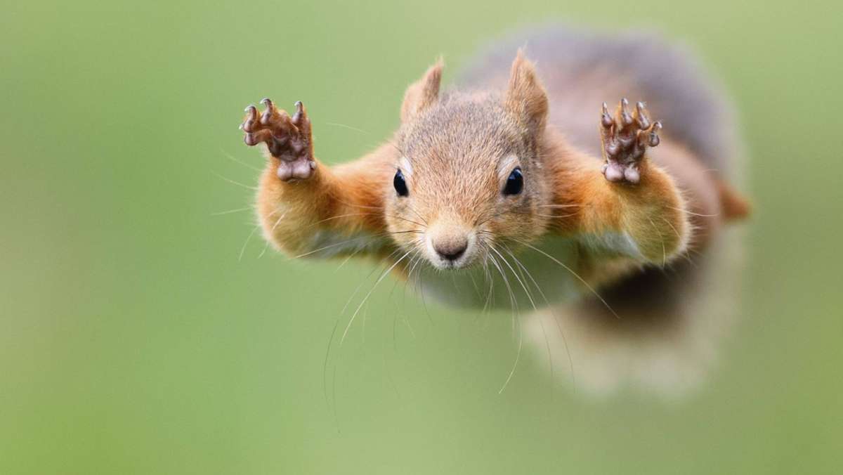 Tiere als Sprungkünstler: Wie Eichhörnchen springen – ohne zu fallen