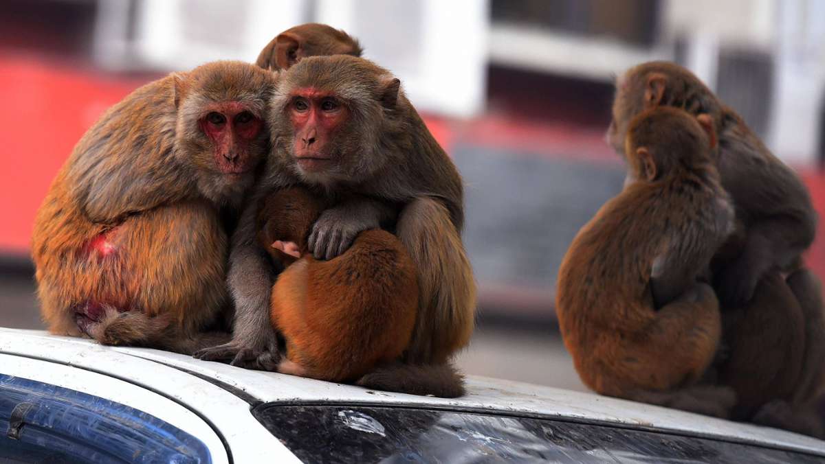 G20 in Neu Delhi: Freie Fahrt für Olaf Scholz: Indien verscheucht wilde Affen
