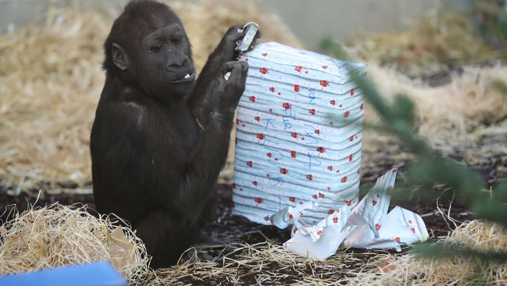 Geschenke im Stuttgarter Zoo: Affen-Bescherung in der Wilhelma