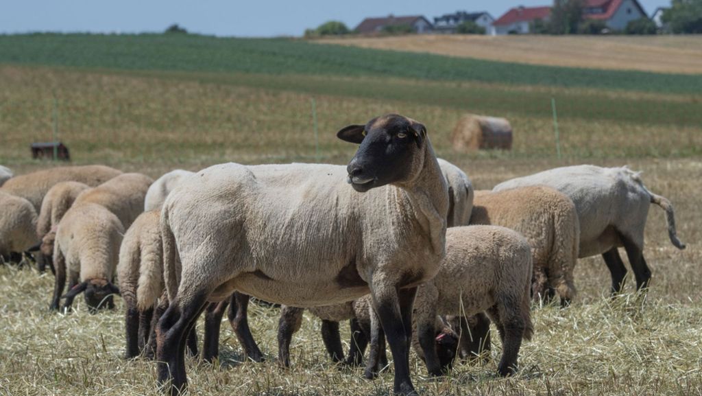 Baiersbronn: Im Nordschwarzwald sind wieder Schafe gerissen worden