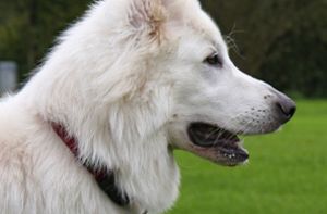 Hund beißt Jogger – Halter reagieren nicht