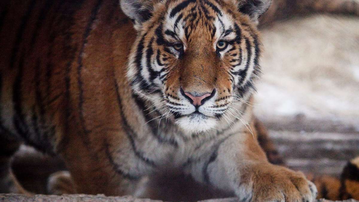 Tierpark in Stuttgart: Wilhelma darf neues Gehege für Amur-Tiger bauen