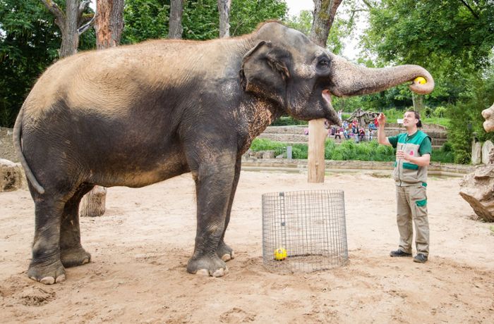 Elefantenkuh Zella gibt wieder das WM-Orakel