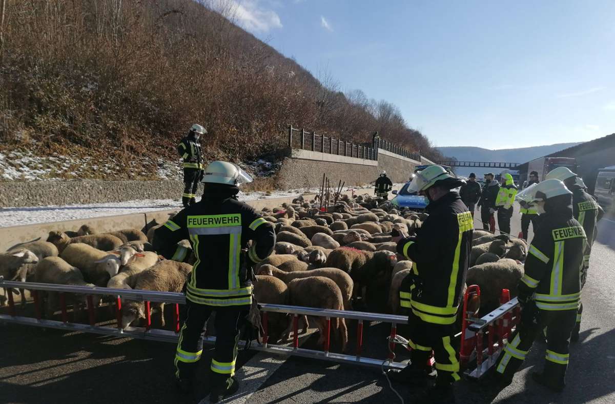 Die Schafe wurden zwischenzeitlich von den Einsatzkräften eingepfercht.