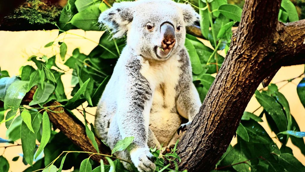 Wilhelma rüstet auf: Koala-Bären sollen Besucher verzücken
