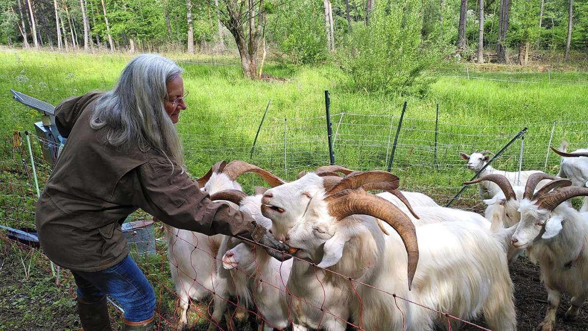 Naturschutz Filderstadt: Ziegen fressen Hunderennbahn frei