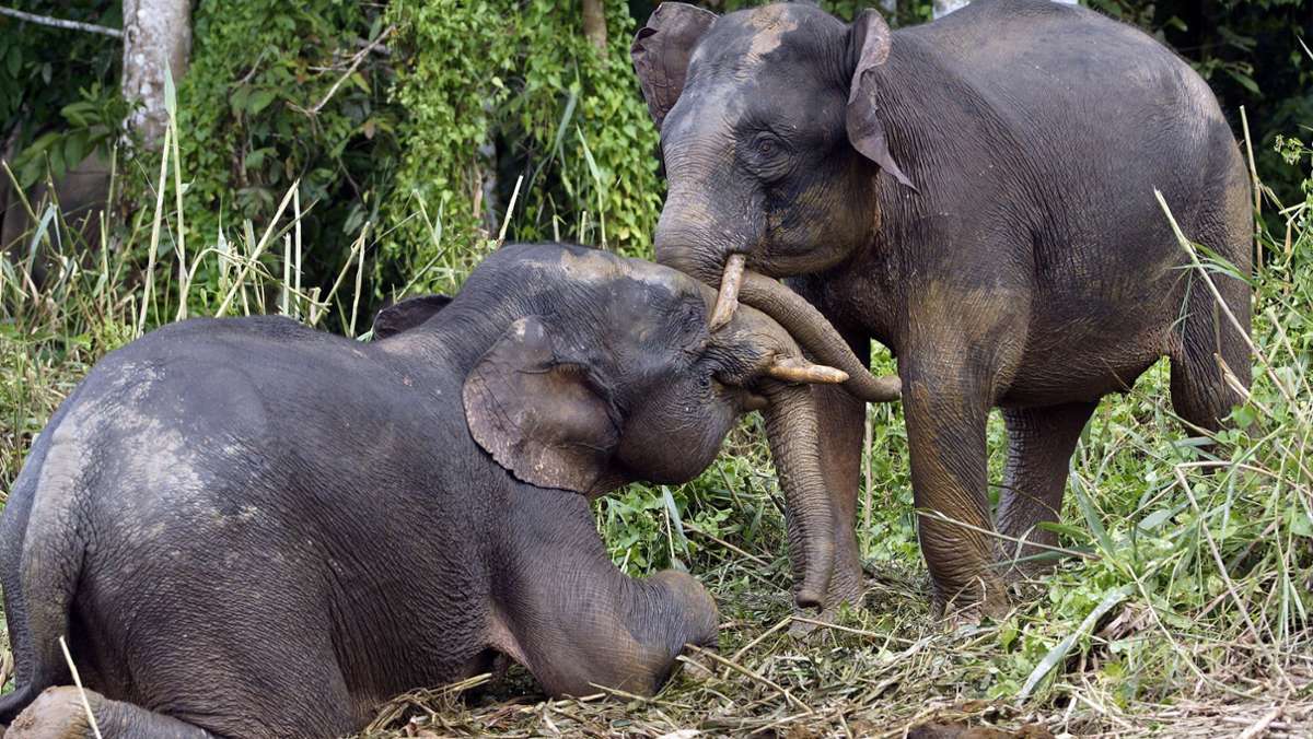 Malaysia: Haftstrafe für Tötung eines seltenen Borneo-Elefanten