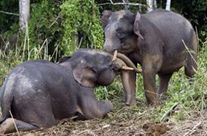 Haftstrafe für Tötung eines seltenen Borneo-Elefanten