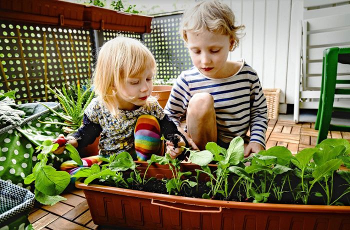 Schrebergärten: Wie stehen die Chancen, einen Garten zu finden?