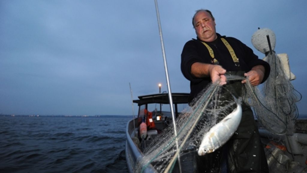 Berufsfischer schlagen Alarm: Der  Bodenseefisch verschwindet