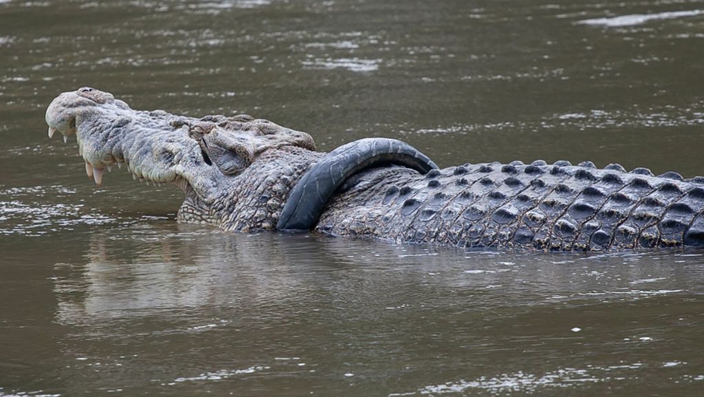 Rettungsaktion in Indonesien: Wer kann dieses Krokodil befreien?