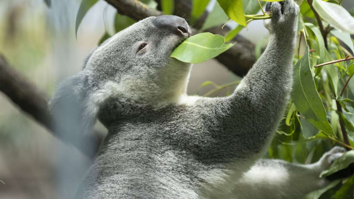 Tierisches aus Stuttgart: Koalas mit ä