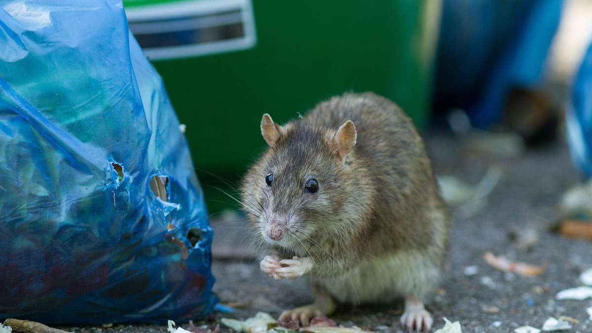 Was tun gegen die Nager?: Herrenberg kämpft gegen Rattenplage