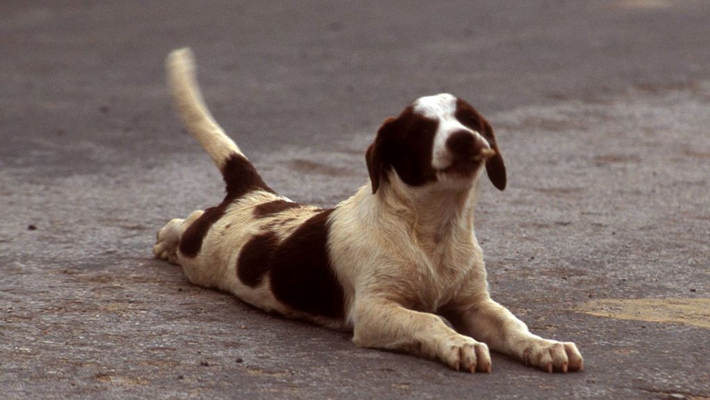 Tierisches Wissen: Was Ihnen ein  Hund mit seinem Schwanzwedeln sagen möchte