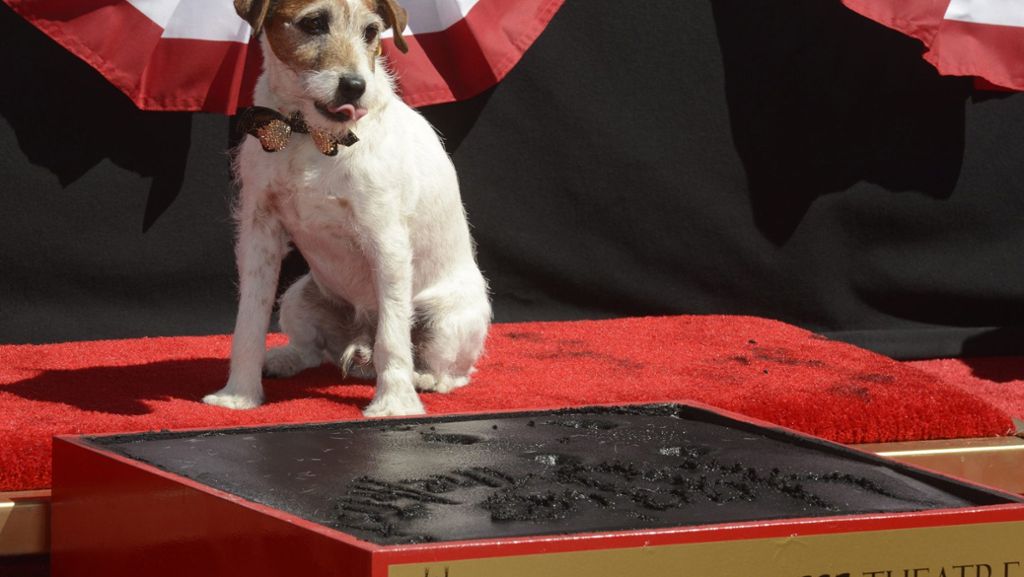 Filmhund Uggie erhält „Palm Dog Award“: Jack Russell Terrier gewinnt Filmpreis in Cannes