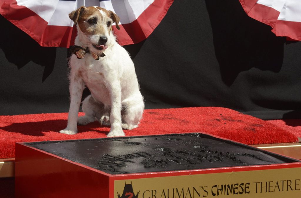 Filmhund Uggie wurde in Cannes für die beste Hundeleistung der letzten 20 Jahre ausgezeichnet.