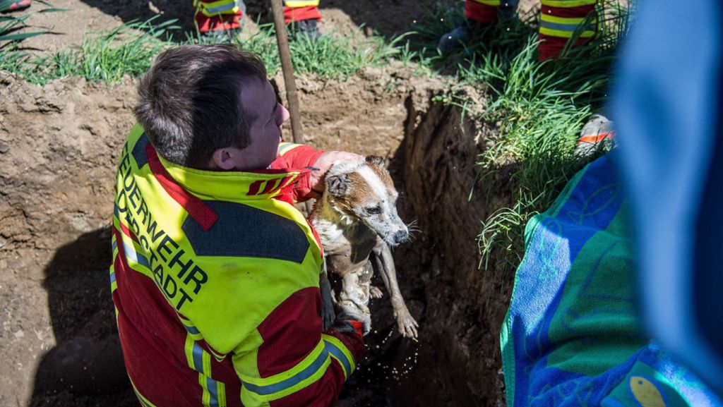 Filderstadt-Sielmingen: Feuerwehr rettet Hund aus Kanal