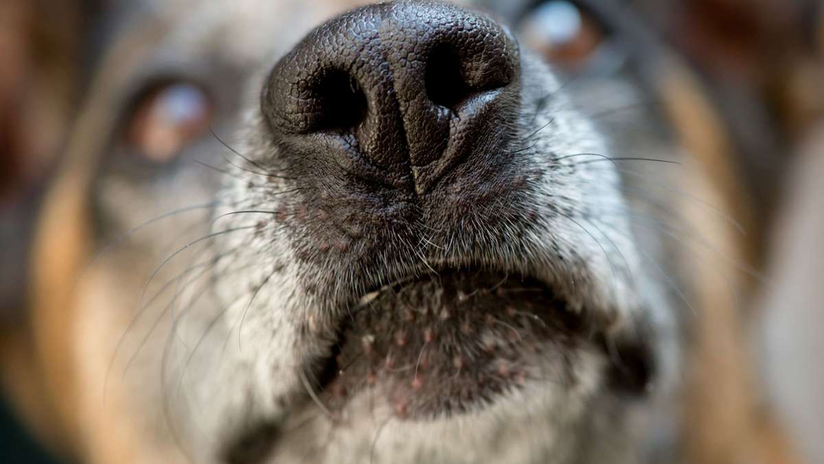 Einsatz in Stuttgart-Mitte: Polizeihund findet Rauschgiftbunker im Stadtgarten